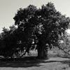 Villa Passerini - villa per ricevimenti a Cortona